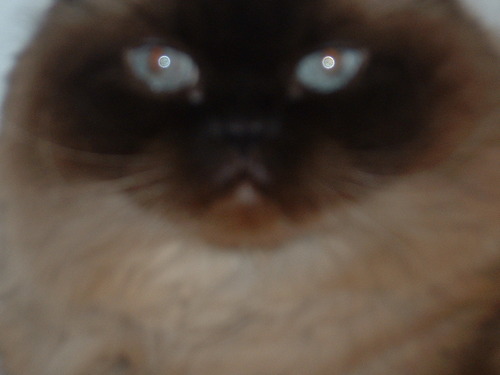 momdodo's profile picture. 