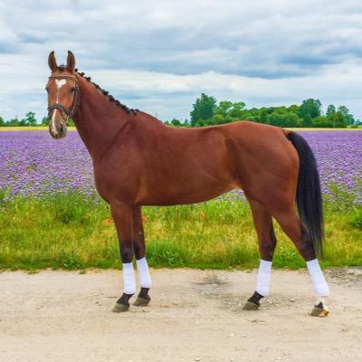 WuenschPferd's profile picture. 