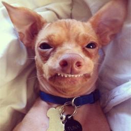 PorraFalsiane's profile picture. 