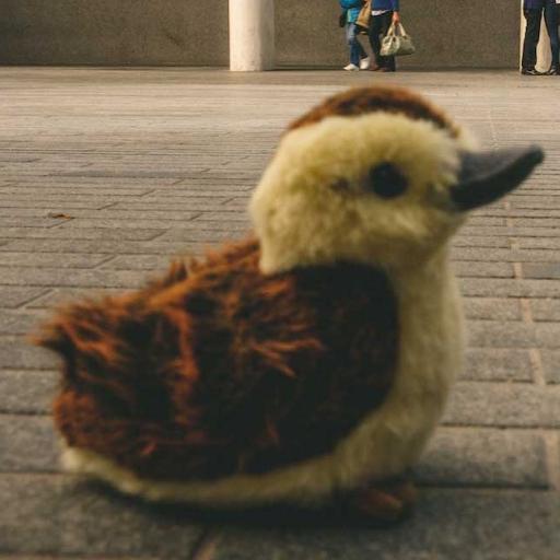 mrdouglasduck's profile picture. I'm a Duck! My mum is @rachaelashah my dad is @MrVikas i eat bread (even though its not good for me), swim on the pond, and enjoy pecking.