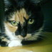KittyKatz (@kittykatz) Twitter profile photo