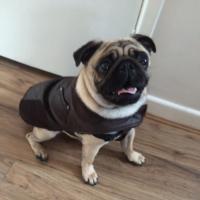 Oscar The Pug(@oscarpugwoof) 's Twitter Profile Photo