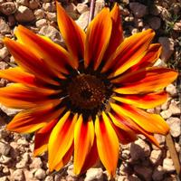 Weed Woman (@weedyk8) 's Twitter Profile Photo