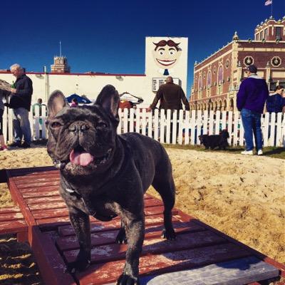 I'm Bruce Wayne the Frenchie. find me on Instagram @brucewaynethefrenchbully