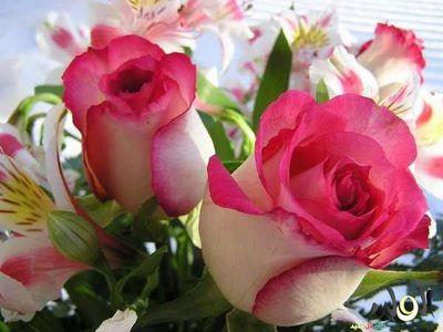 ‏‏‏‏. مزاجي بسيط لا اتصنع أي شعور أحب العفوية بكل شيء .. و اكره المُجاملات لا أؤمن بثقافة الإنتقام ، ولكن أؤمن بمبدأ كما تدين تُدان ...
