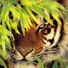 a2zalil's profile picture. Peace full world