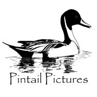 Pintail Pictures(@pintailpictures) 's Twitter Profile Photo