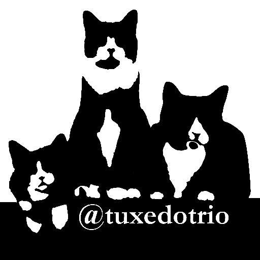 Ben, Jack, & Hugo, three unforgettable tuxedo cats from Boston!