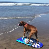 Bronx the Boxer Dog (@mindofbronx) 's Twitter Profile