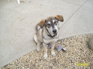 alaboroflovedog's profile picture. To provide a no-kill alternative for dogs which will benefit the community.