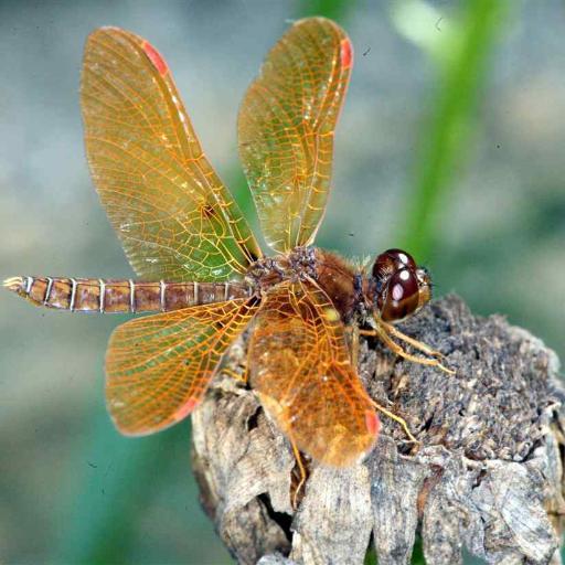 tittavadala's profile picture. 