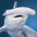 Sarge The Shark (@sargetheshark) Twitter profile photo Sarge The Shark (@sargetheshark) Twitter profile photo