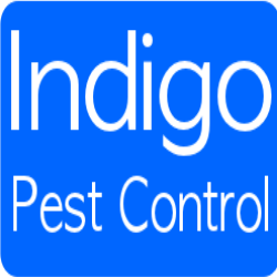 Indigo Pest Control is a local pest control business that provides general pest control services in South West London.
