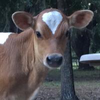 Moon Dance Dairy(@moondancedairy) 's Twitter Profile Photo