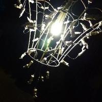 The Peculiar Gallery (@peculiargallery) 's Twitter Profile
