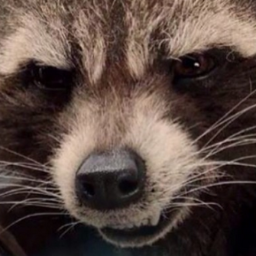 DFIR_Raccoon's profile picture. Hackers of the animal kingdom. All your trash cans are belong to us.