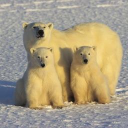 JayOlsson's profile picture. 