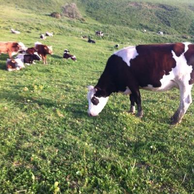 sohaib_touati's profile picture. 