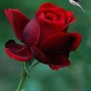 امجد (@0552246154) Twitter