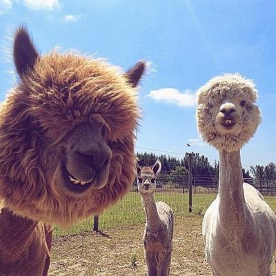 Lexi_BRB's profile picture. actress, model , and singer...