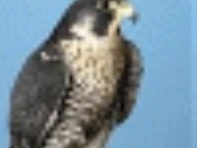 GingerichSmith's profile picture. Český architek a britký vědec, laureá Darwinovy ceny.