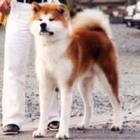 秋田犬・柴犬ブリーダー茨城宿犬舎(@akitainusyukukn) 's Twitter Profile Photo