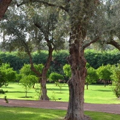 GroundsConsult1's profile picture. Grounds Maintenance Consultants