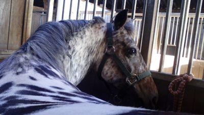 ArianaGrandejdh's profile picture. 