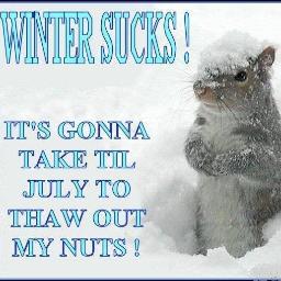 DFIR_Squirrel's profile picture. Don't disturb me I am busy with my nuts... Oh look a CarpenterCache