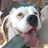BandBPetSpa's profile image