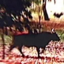 AlGreensBull's profile picture. It's not just buffalo, you know. Bulls like to roam.