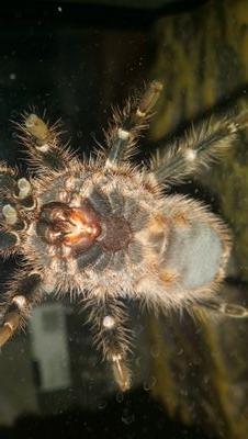 SupremeSpiders's profile picture. Hi, I'm Gabriel from Supreme Spiders 'N' Superior Games. I have a passion for spiders and hope to become a breeder in the future.