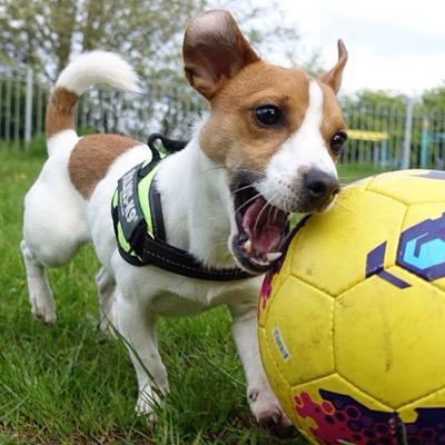 I am Seven, a happy Jack Russell terrier from England. Follow jackrussell_seven on Instagram for more nice photos. watch my funny videos on my YouTuBe