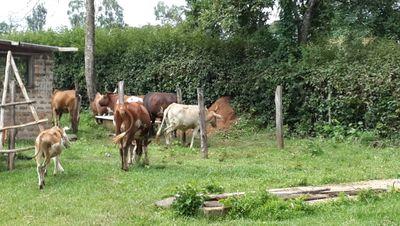 OdedeKidenda's profile picture. Nothing ventured nothing gained