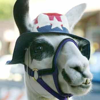 just funny things posted by llamas
-parody account-