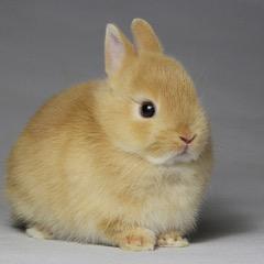 meqru_'s profile picture. 花瓶に花をささなくちゃ / メモなど