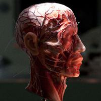 UCC Anat. & Neurosci (@anatneuroucc) 's Twitter Profile