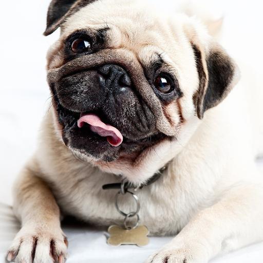 Cutest pictures of cutest pugs! * We LOVE PUGS! * We do not own any of the pics posted!