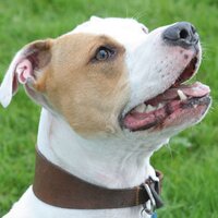Big dog bed (@bigdogbed) 's Twitter Profile