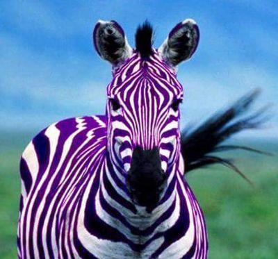 Asking an #introvert to stop thinking is like asking a zebra to stop being striped.
#INTJ & #INFJ I have to think about how that feels.
