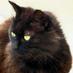 OakPaw (@oaktoamapletree) Twitter profile photo OakPaw (@oaktoamapletree) Twitter profile photo