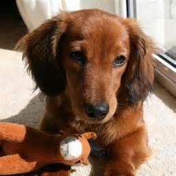 PSTrader4Life's profile picture. Groovy Chick - Love My Family & My Dog Roxy