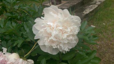 Richard_Pizz's profile picture. ex truck monkey and RF for ESPN