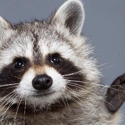 clexatheraccoon's profile picture. My raccoon is talking to me -Kaitlyn Alexander. Humans confuse me...