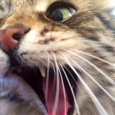 Humans! Yes I may be blind and deaf but do not be fooled by my cute and bumbling exterior. I am a lion, and far more superior than you! 😼