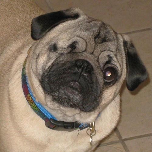 I am a pug and a leader. This means I sometimes have to lick some faces.