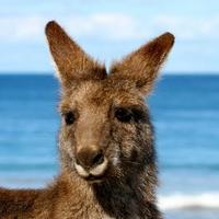 Cruising Kangaroo (@croosnkangaroo) Twitter profile photo