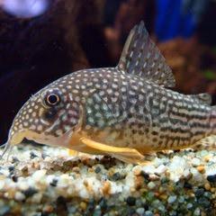 sokomono_bot's profile picture. アクアリウムの大事な脇役から古代魚まで、可愛い&格好良い水底で生活するお魚の画像を一時間ごとにツイートしていきます。