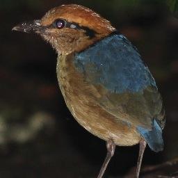 keelebirder Profile Picture