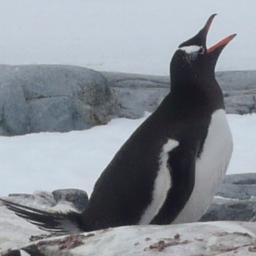 penguin_mall39's profile picture. 